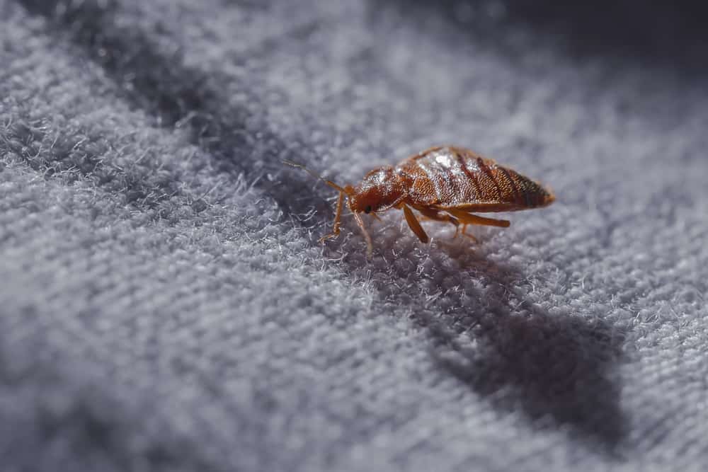 What to Do If You Have Bedbugs