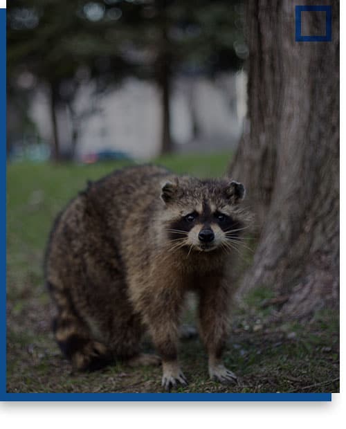 Raccoon Removal: Four Steps to Defeating Furry Hulks - ABC Humane Wildlife  Control and Prevention