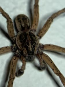 Wolf spiders can be very fast and grow very big, but they live to hunt  cockroaches and other pests - Cambridge Day