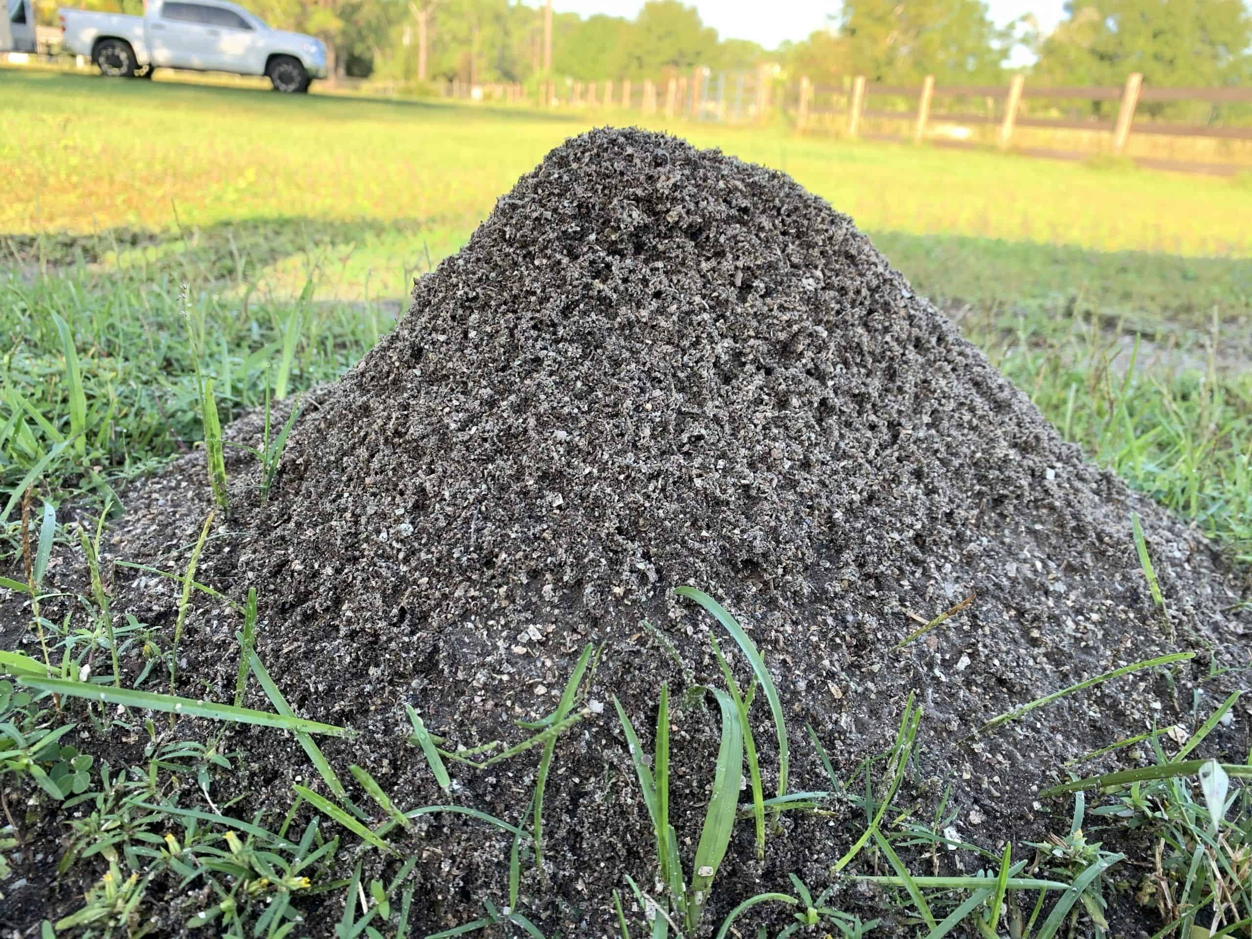 Those Pesky Ants in Florida | Steps to Keep them Away