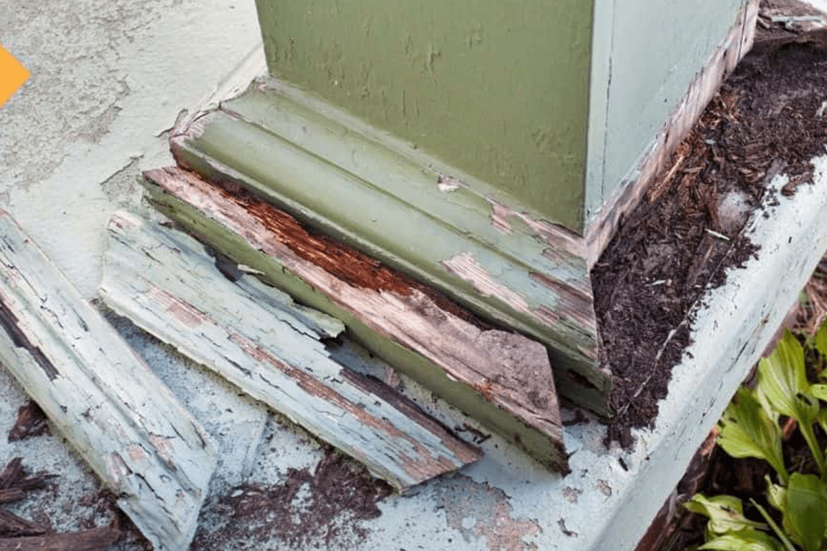 Termites Swarming Season | Take Preventive Measures