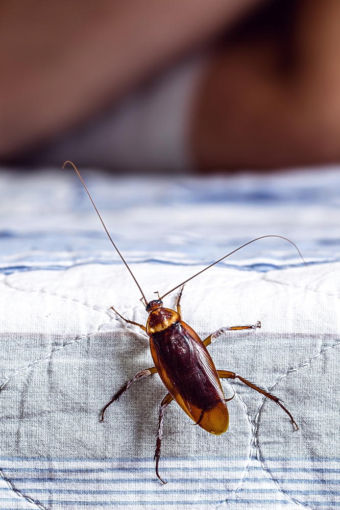 cockroach on bed