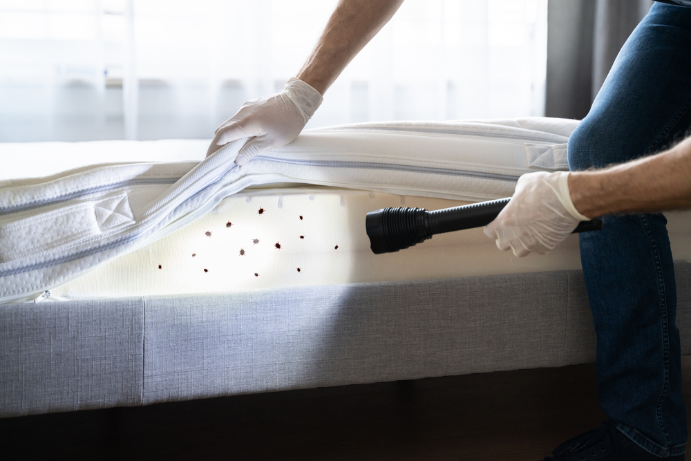 ongoing bed bug treatment