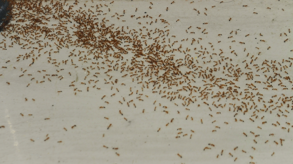 Little Black Ants in House: Get Rid of Them | Dave's Pest Control