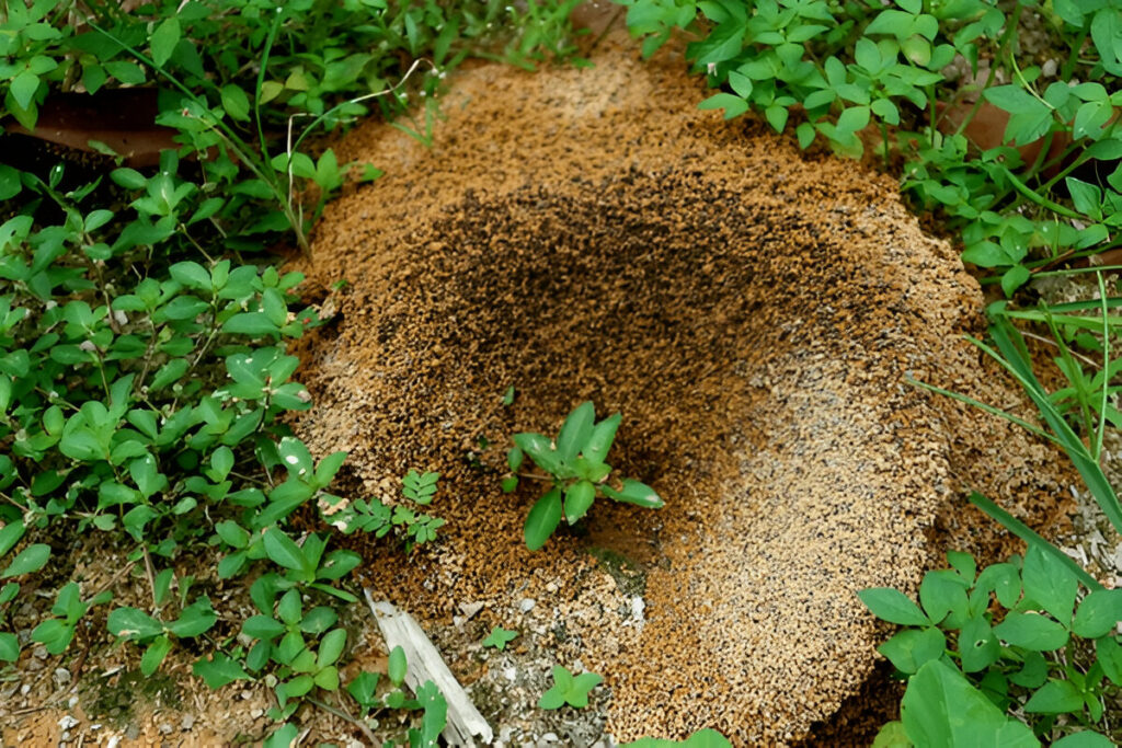 Fire Ants Nest