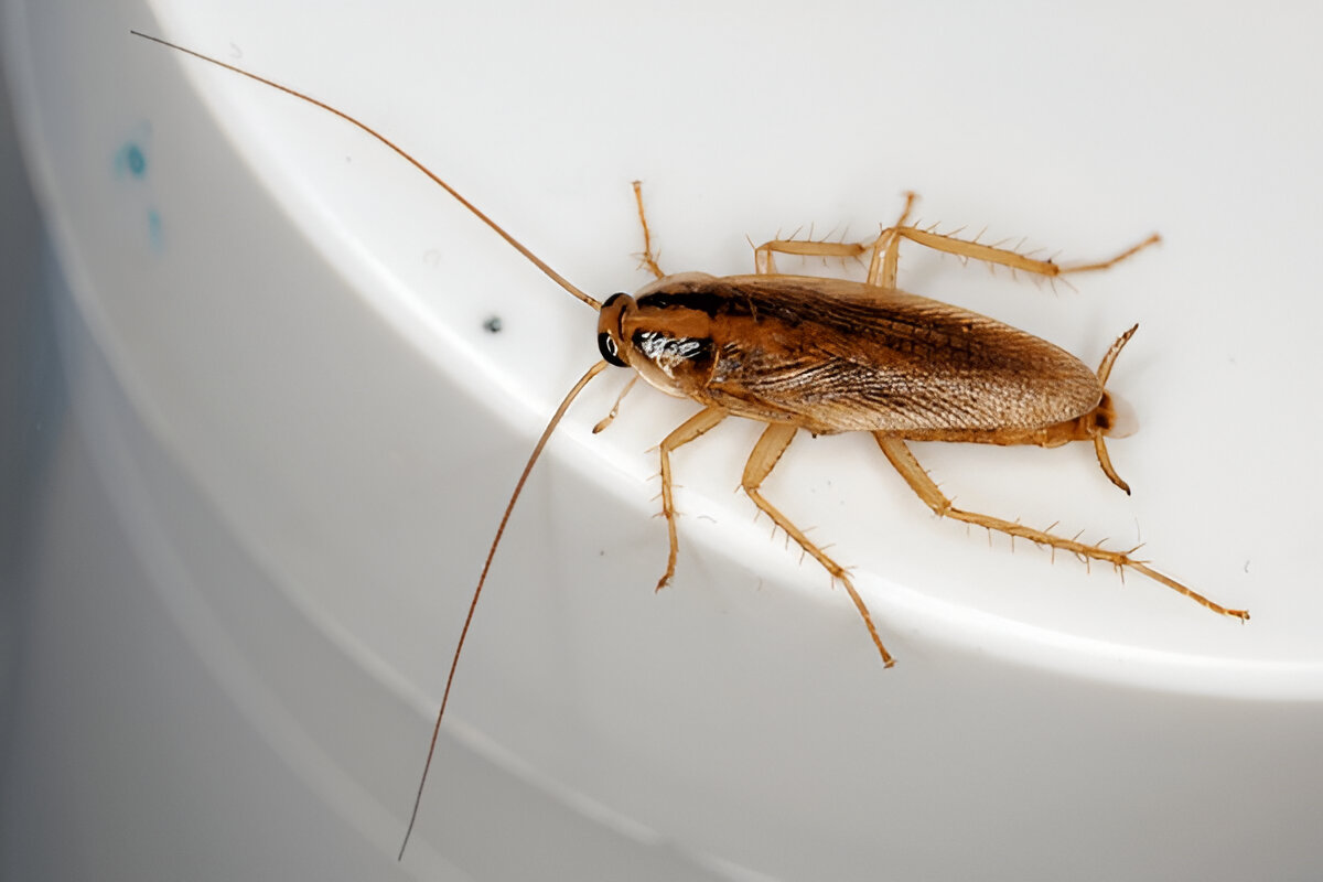 Adult German Cockroach