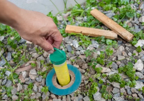 termites bait stations