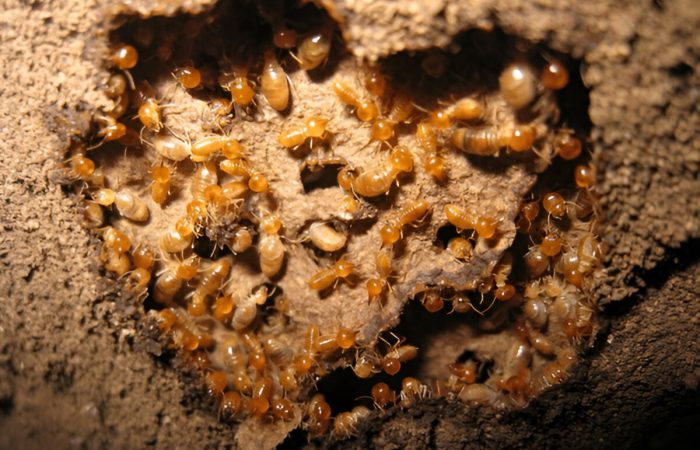 subterranean termites