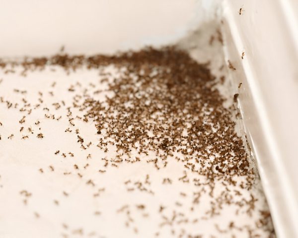 Fire Ants Infestation