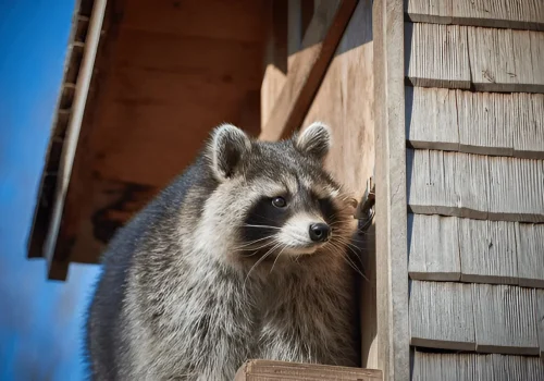 raccoon in attic