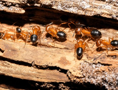 Carpenter Ants