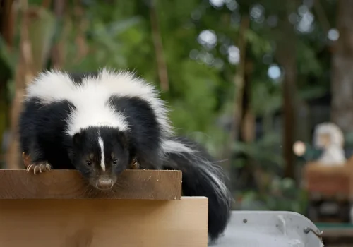 Skunk removal