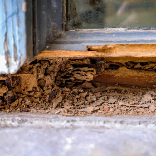 signs of termites