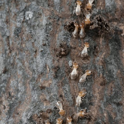 Termite control by dave's