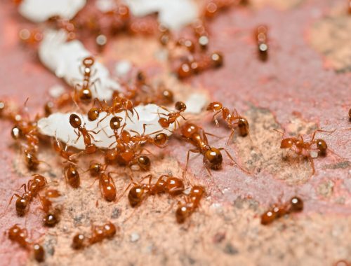 fire ants in group